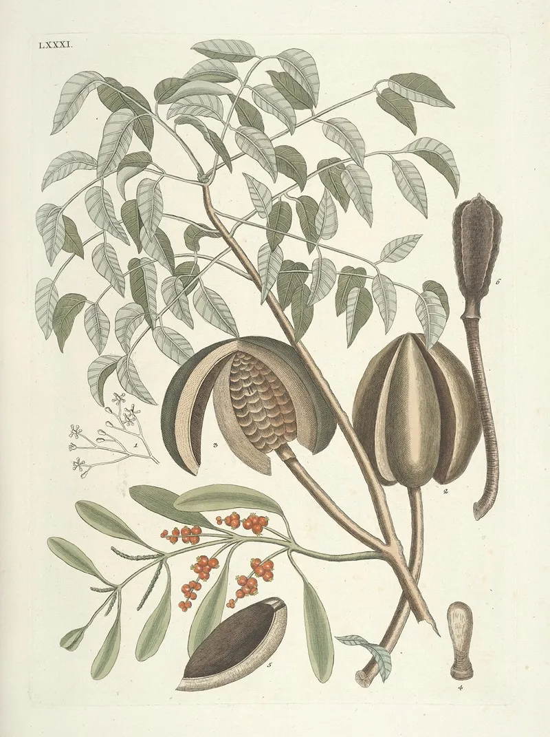 Piscium Serpentum Insectorum Aliorumque Nonnullorum Animalum Nec Non Plantarum Quarundam Imagines Pl 081 Wall Art by Mark Catesby - High-Resolution Digital Print