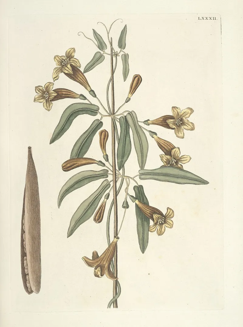 Piscium Serpentum Insectorum Aliorumque Nonnullorum Animalum Nec Non Plantarum Quarundam Imagines Pl 082 Wall Art by Mark Catesby - High-Resolution Digital Print