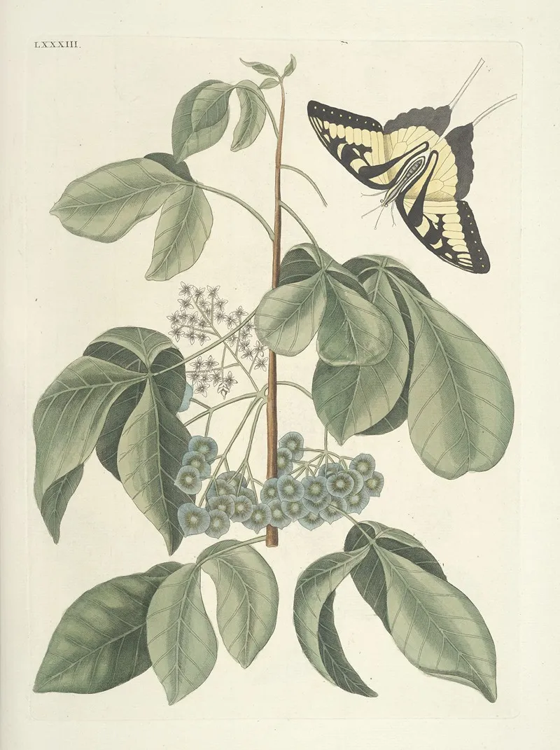 Piscium Serpentum Insectorum Aliorumque Nonnullorum Animalum Nec Non Plantarum Quarundam Imagines Pl 083 Wall Art by Mark Catesby - High-Resolution Digital Print
