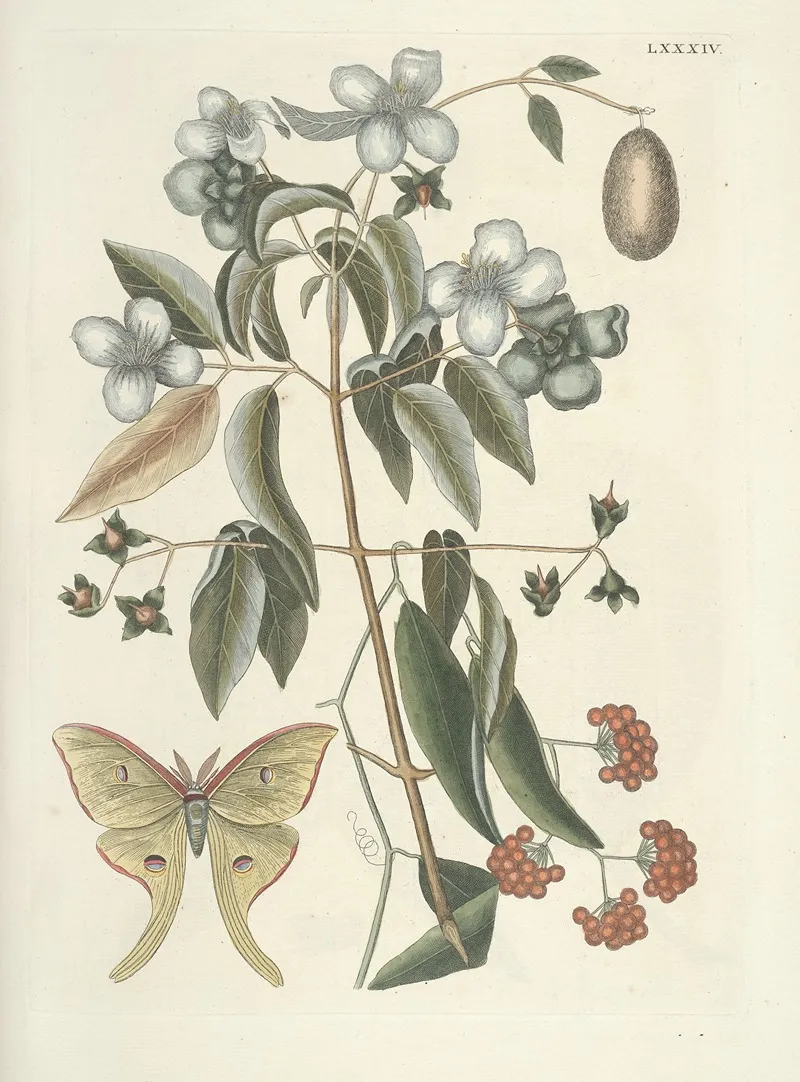 Piscium Serpentum Insectorum Aliorumque Nonnullorum Animalum Nec Non Plantarum Quarundam Imagines Pl 084 Wall Art by Mark Catesby - High-Resolution Digital Print