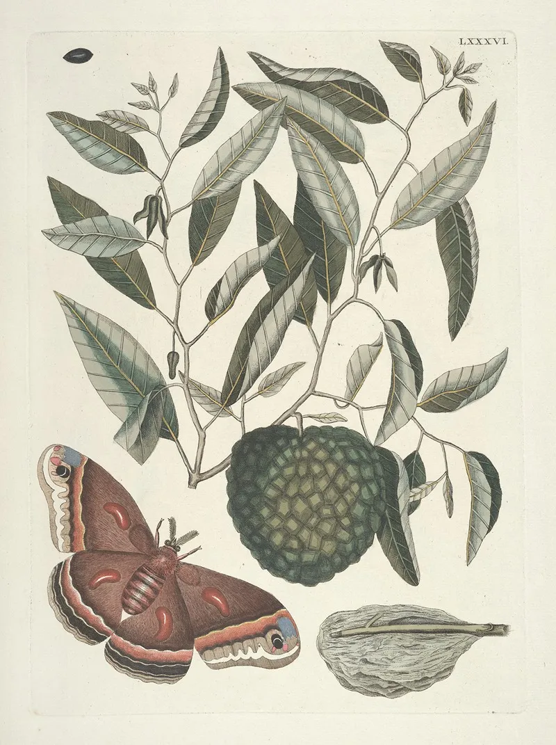 Piscium Serpentum Insectorum Aliorumque Nonnullorum Animalum Nec Non Plantarum Quarundam Imagines Pl 086 Wall Art by Mark Catesby - High-Resolution Digital Print