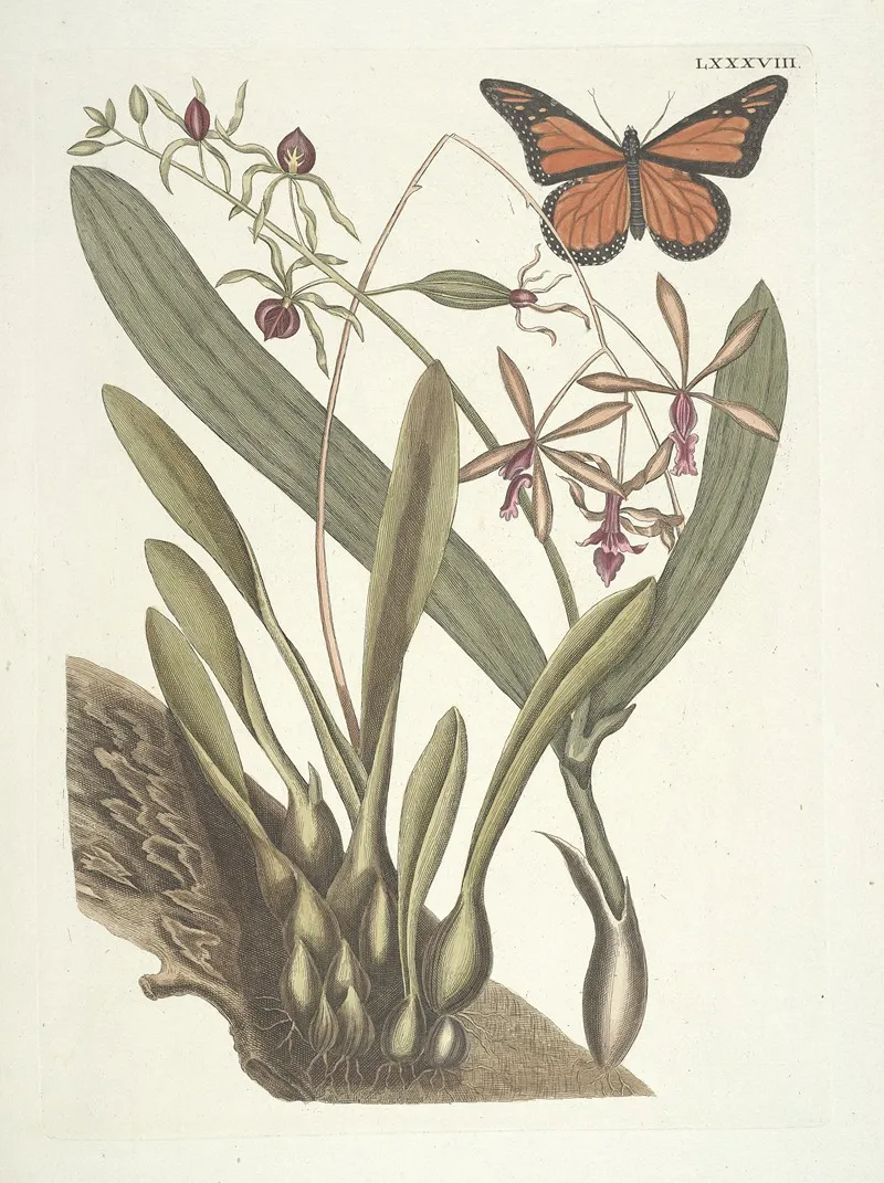 Piscium Serpentum Insectorum Aliorumque Nonnullorum Animalum Nec Non Plantarum Quarundam Imagines Pl 088 Wall Art by Mark Catesby - High-Resolution Digital Print