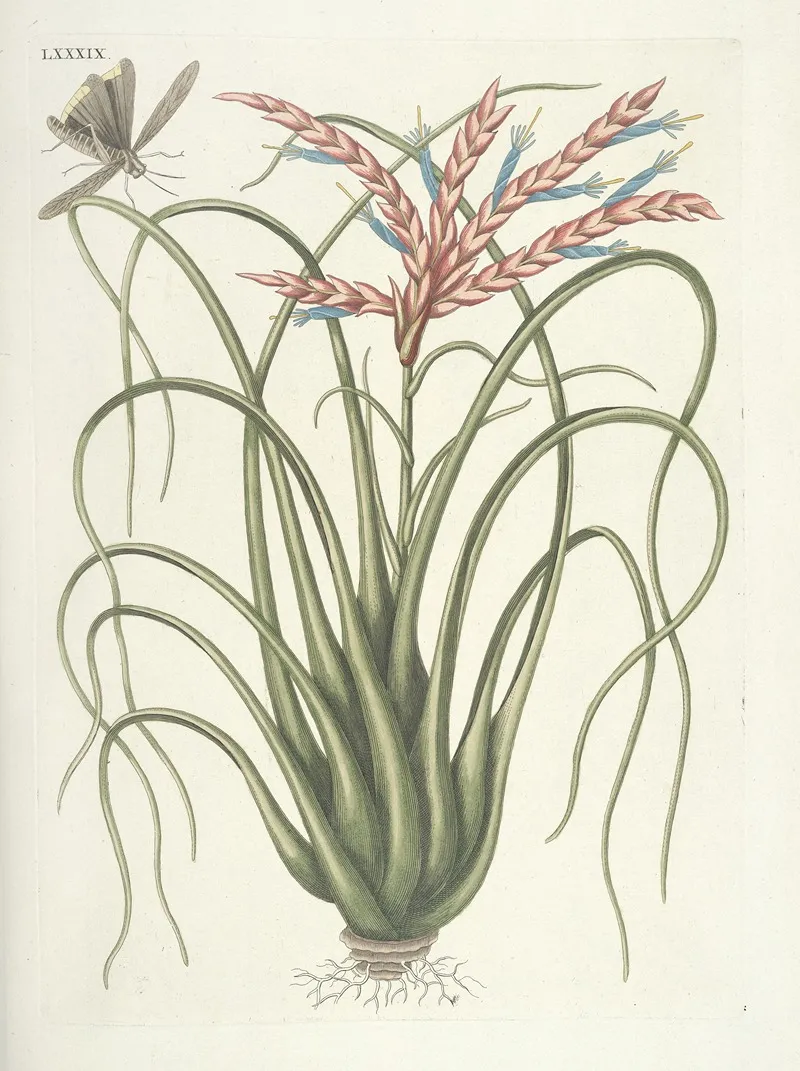 Piscium Serpentum Insectorum Aliorumque Nonnullorum Animalum Nec Non Plantarum Quarundam Imagines Pl 089 Wall Art by Mark Catesby - High-Resolution Digital Print