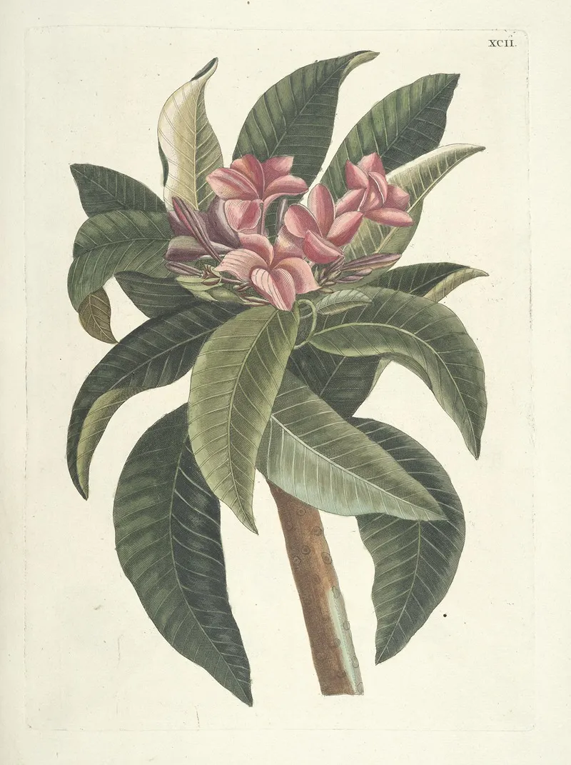 Piscium Serpentum Insectorum Aliorumque Nonnullorum Animalum Nec Non Plantarum Quarundam Imagines Pl 092 Wall Art by Mark Catesby - High-Resolution Digital Print