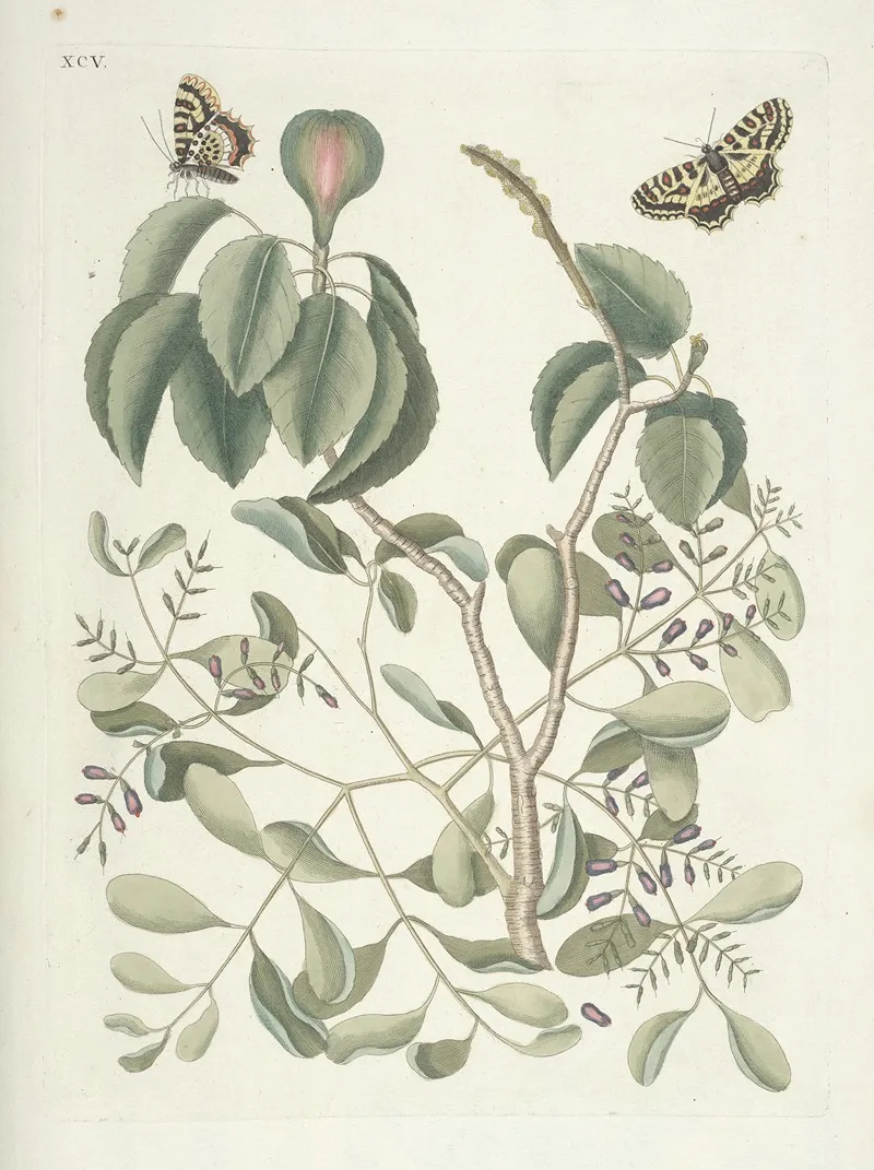 Piscium Serpentum Insectorum Aliorumque Nonnullorum Animalum Nec Non Plantarum Quarundam Imagines Pl 095 Wall Art by Mark Catesby - High-Resolution Digital Print