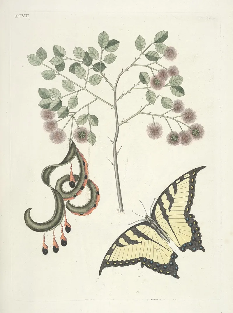Piscium Serpentum Insectorum Aliorumque Nonnullorum Animalum Nec Non Plantarum Quarundam Imagines Pl 097 Wall Art by Mark Catesby - High-Resolution Digital Print