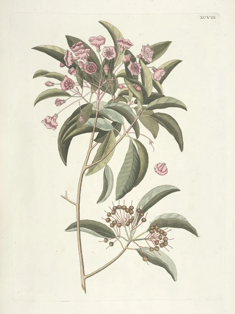 Piscium Serpentum Insectorum Aliorumque Nonnullorum Animalum Nec Non Plantarum Quarundam Imagines Pl 098 Wall Art by Mark Catesby - High-Resolution Digital Print