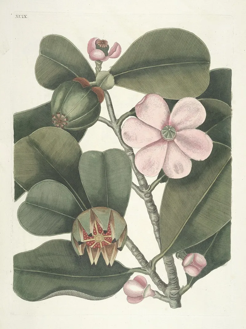Piscium Serpentum Insectorum Aliorumque Nonnullorum Animalum Nec Non Plantarum Quarundam Imagines Pl 099 Wall Art by Mark Catesby - High-Resolution Digital Print