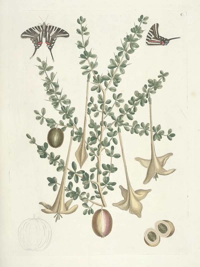 Piscium Serpentum Insectorum Aliorumque Nonnullorum Animalum Nec Non Plantarum Quarundam Imagines Pl 100 Wall Art by Mark Catesby - High-Resolution Digital Print