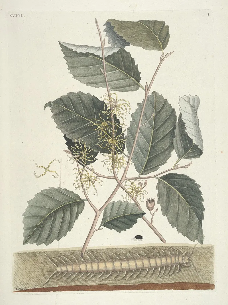 Piscium Serpentum Insectorum Aliorumque Nonnullorum Animalum Nec Non Plantarum Quarundam Imagines Pl 101 Wall Art by Mark Catesby - High-Resolution Digital Print