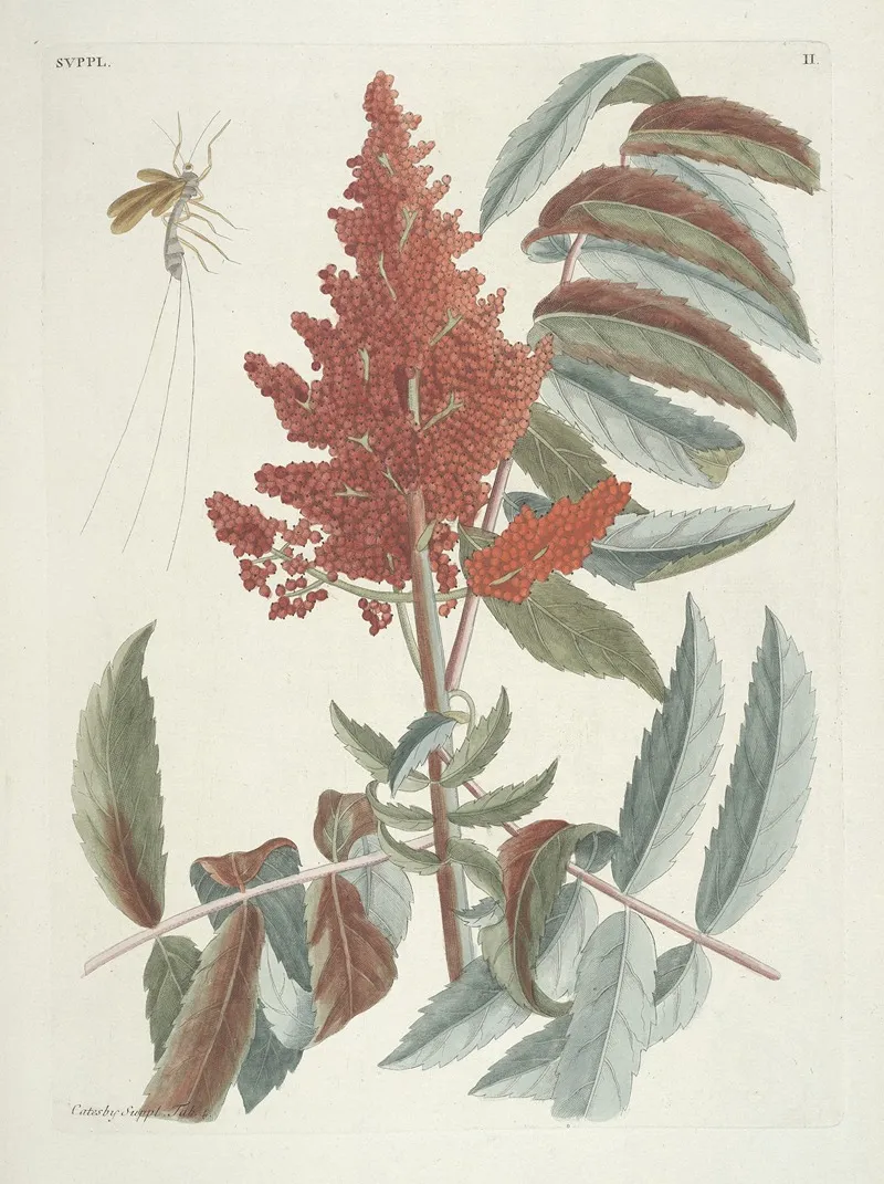 Piscium Serpentum Insectorum Aliorumque Nonnullorum Animalum Nec Non Plantarum Quarundam Imagines Pl 102 Wall Art by Mark Catesby - High-Resolution Digital Print