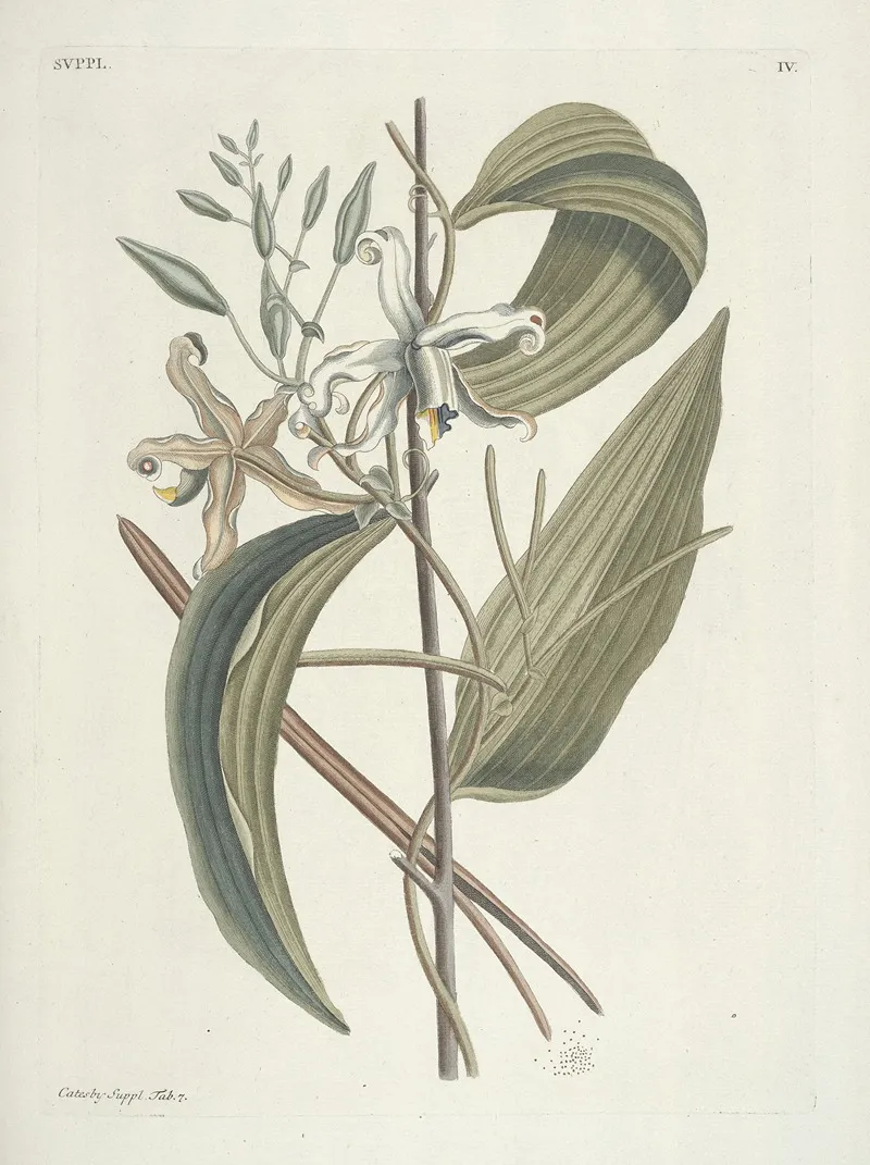 Piscium Serpentum Insectorum Aliorumque Nonnullorum Animalum Nec Non Plantarum Quarundam Imagines Pl 104 Wall Art by Mark Catesby - High-Resolution Digital Print