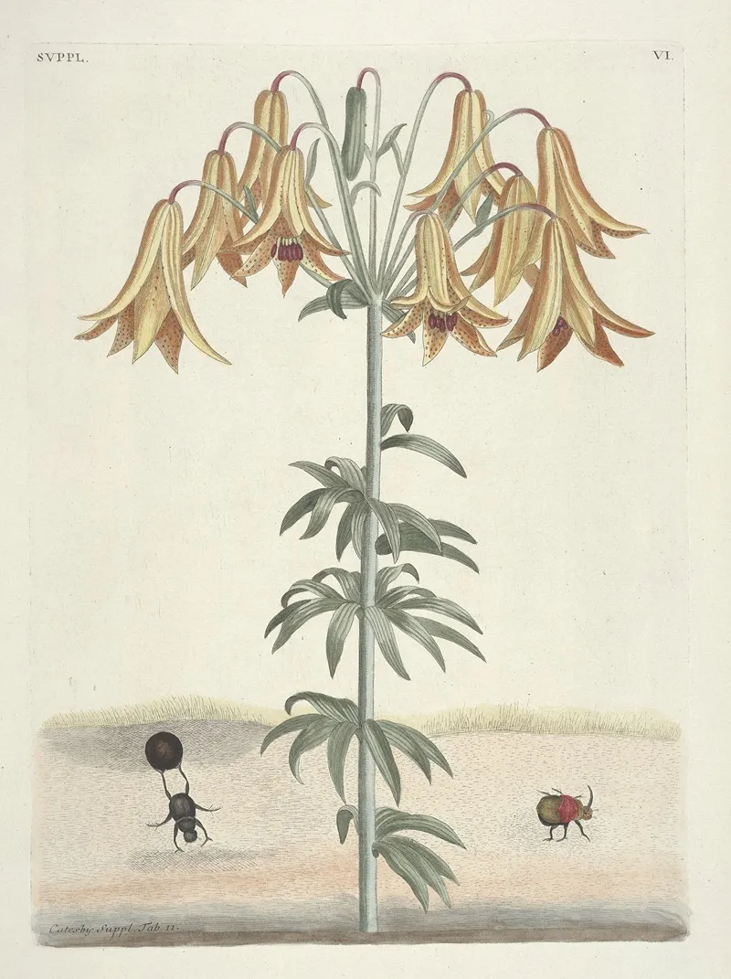 Piscium Serpentum Insectorum Aliorumque Nonnullorum Animalum Nec Non Plantarum Quarundam Imagines Pl 106 Wall Art by Mark Catesby - High-Resolution Digital Print