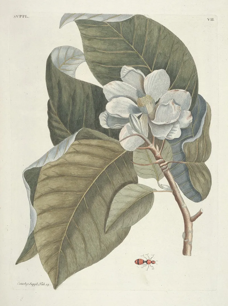 Piscium Serpentum Insectorum Aliorumque Nonnullorum Animalum Nec Non Plantarum Quarundam Imagines Pl 107 Wall Art by Mark Catesby - High-Resolution Digital Print