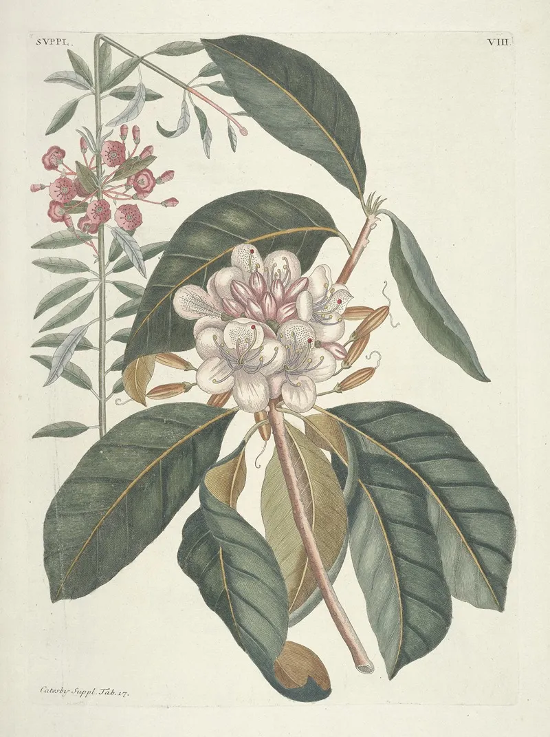 Piscium Serpentum Insectorum Aliorumque Nonnullorum Animalum Nec Non Plantarum Quarundam Imagines Pl 108 Wall Art by Mark Catesby - High-Resolution Digital Print