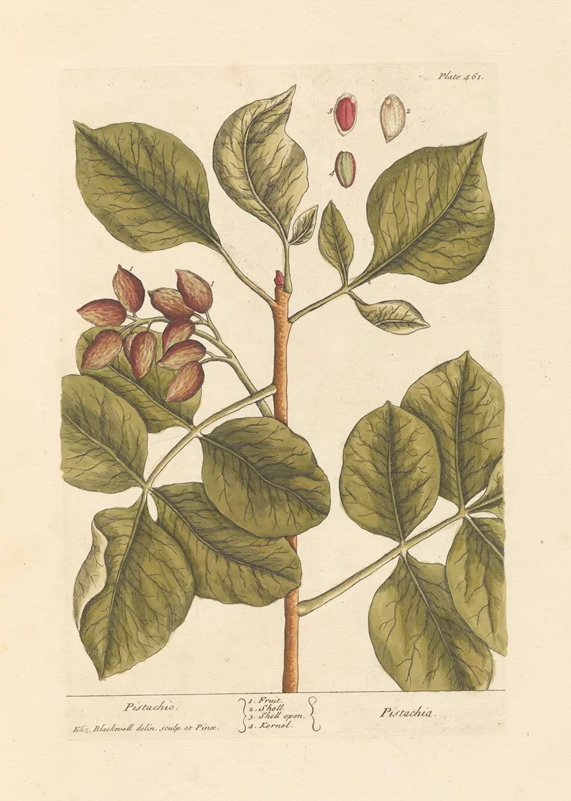 Pistachio Wall Art by Elizabeth Blackwell - High-Resolution Digital Print