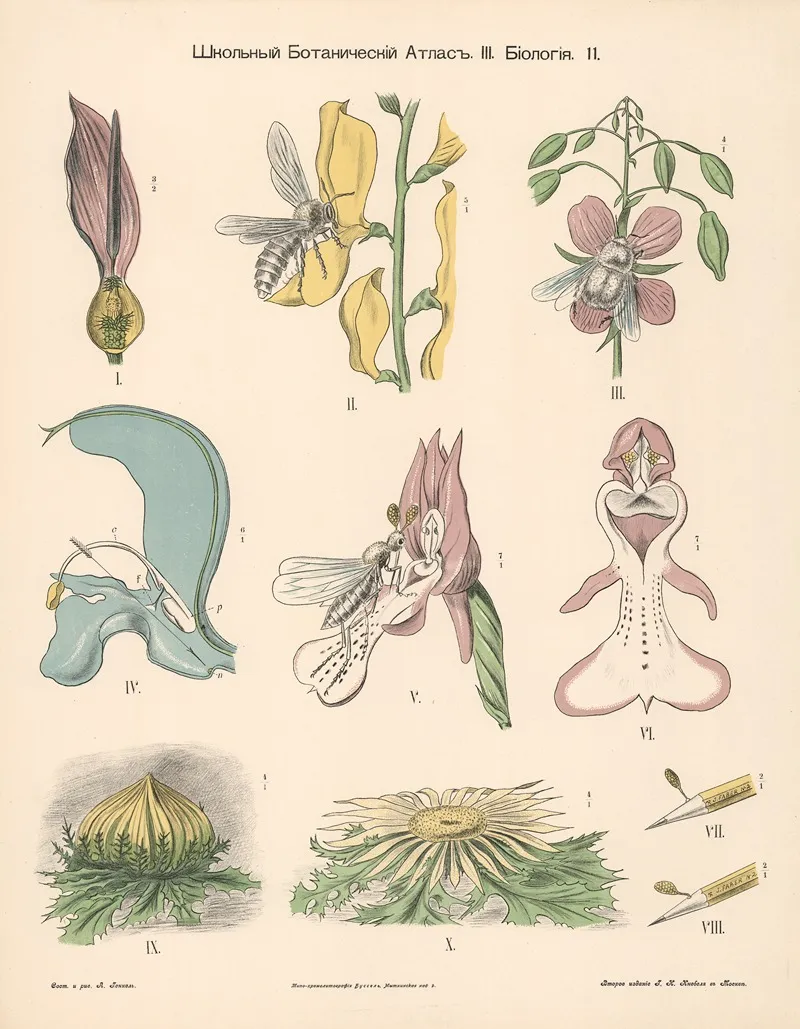 Pistil Wall Art by Alexander-Paul Henckel - High-Resolution Digital Print