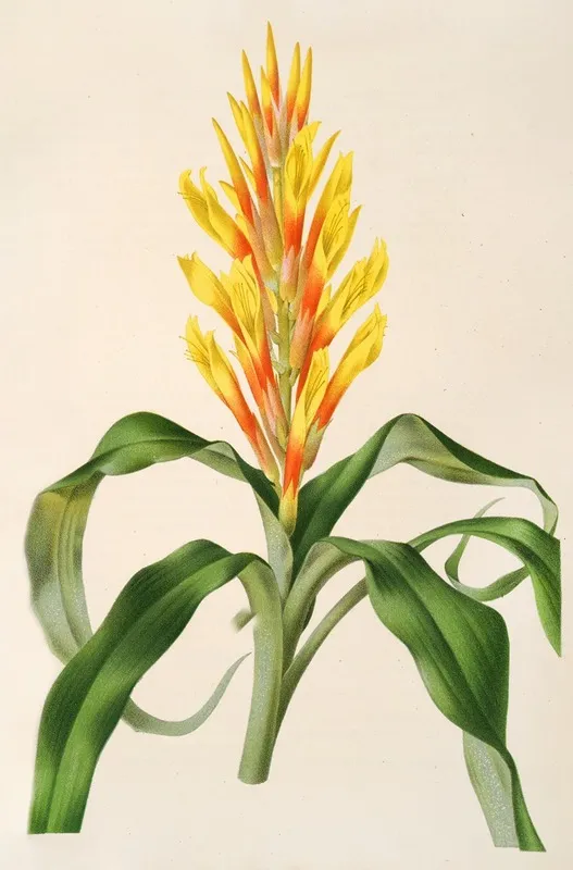 Pitcairnia Andreana Wall Art by Charles Antoine Lemaire - High-Resolution Digital Print