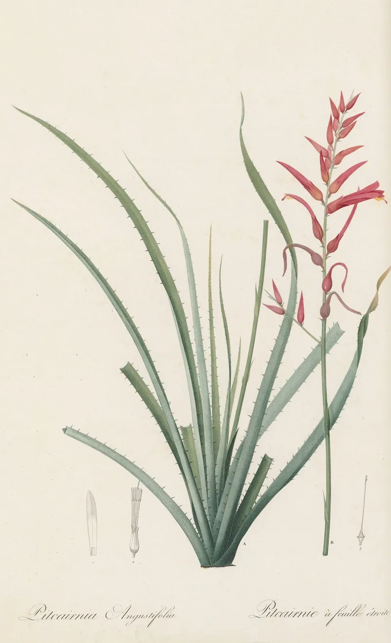 Pitcairnia Angustifolia Wall Art by Pierre Joseph Redouté - High-Resolution Digital Print