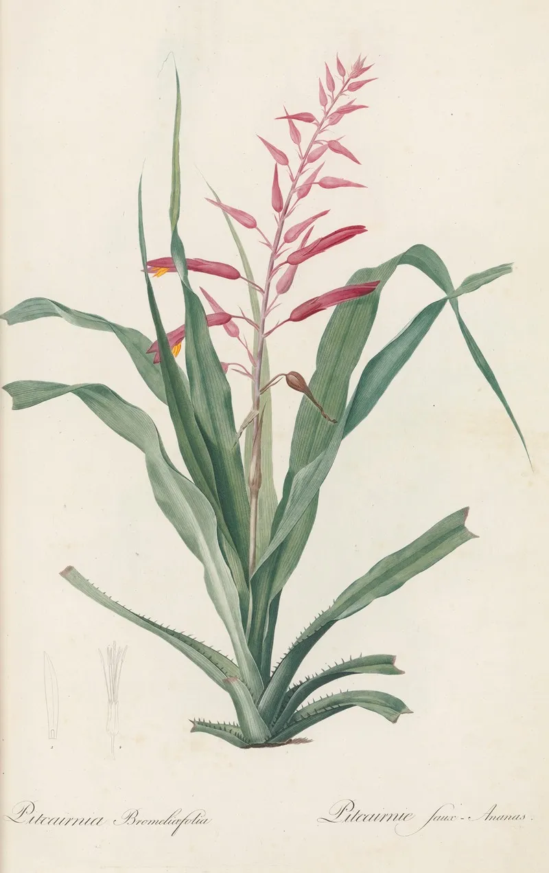 Pitcairnia Bromeliaefolia Wall Art by Pierre Joseph Redouté - High-Resolution Digital Print
