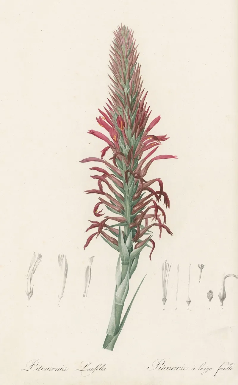 Pitcairnia Latifolia 2 Wall Art by Pierre Joseph Redouté - High-Resolution Digital Print