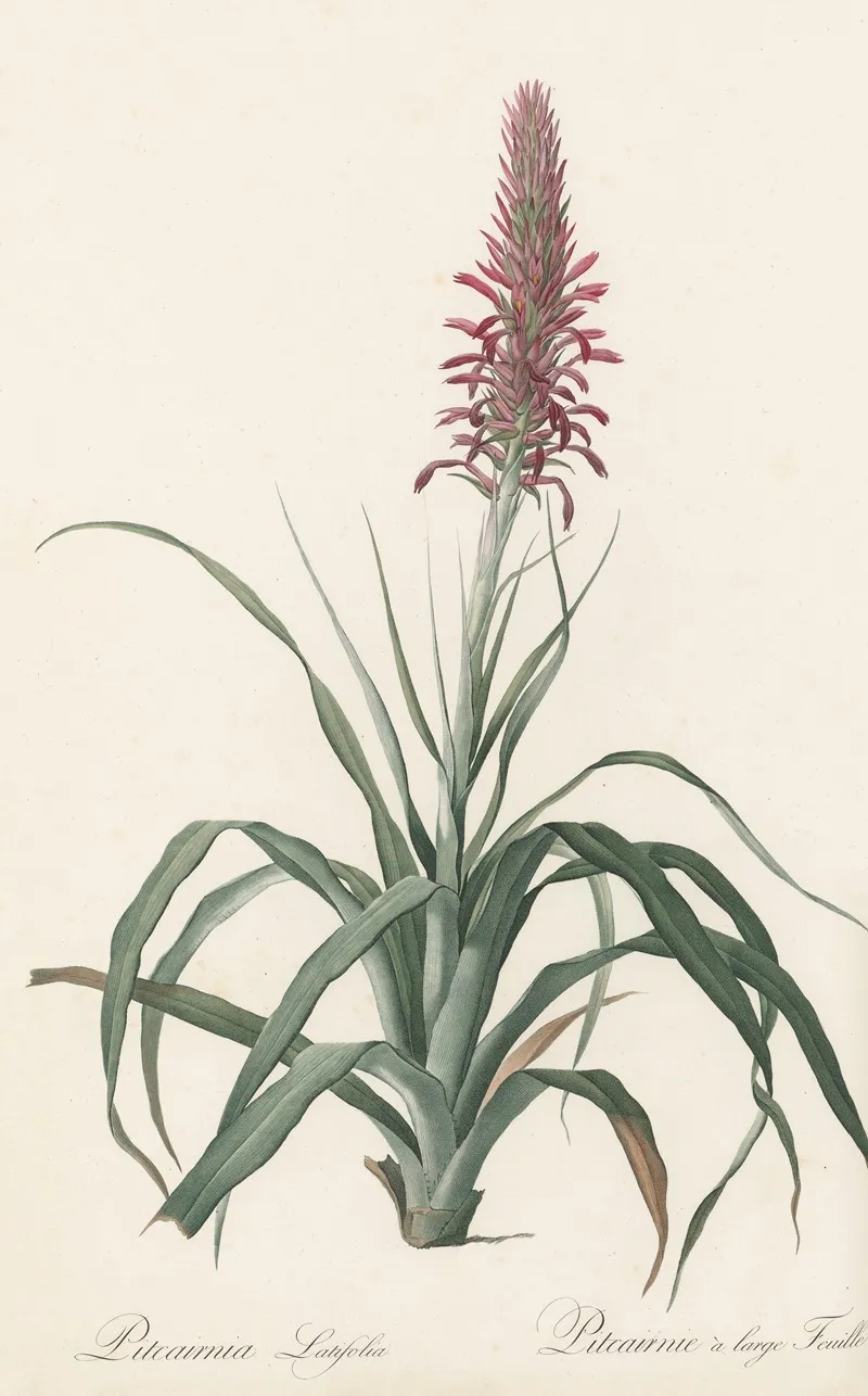 Pitcairnia Latifolia Wall Art by Pierre Joseph Redouté - High-Resolution Digital Print