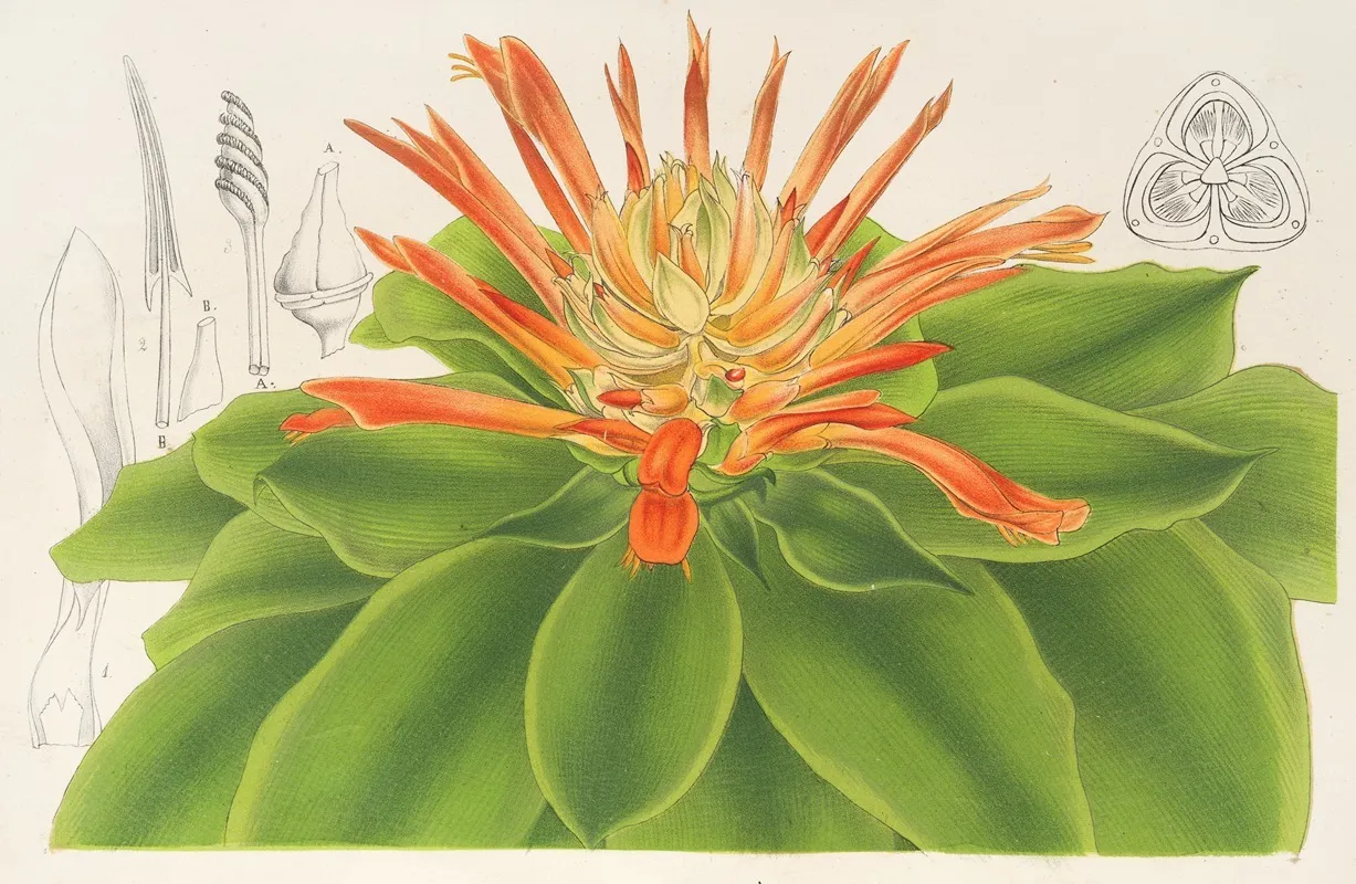 Pitcairnia Tabulaeformis Wall Art by Charles Antoine Lemaire - High-Resolution Digital Print