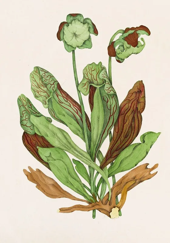 Pitcher Plant 2 Wall Art by Agnes Fitzgibbon - High-Resolution Digital Print