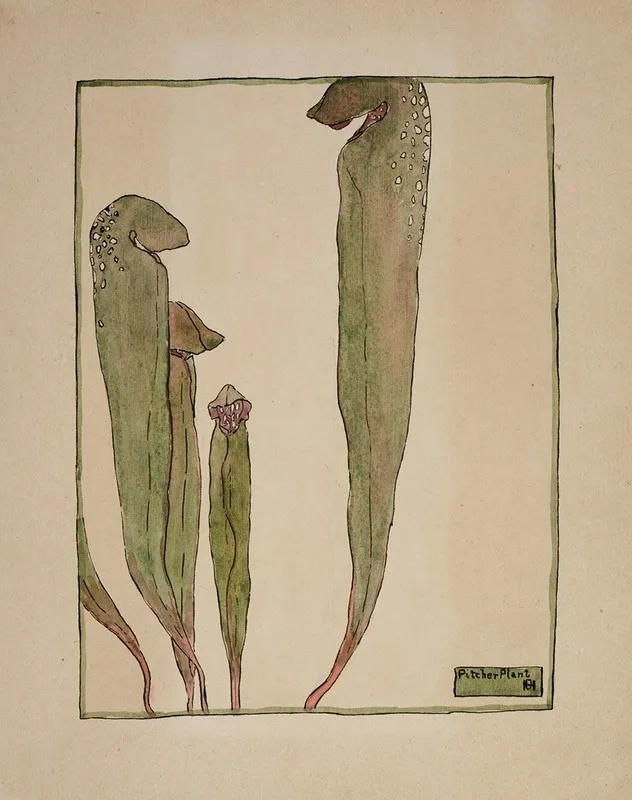 Pitcher Plant 3