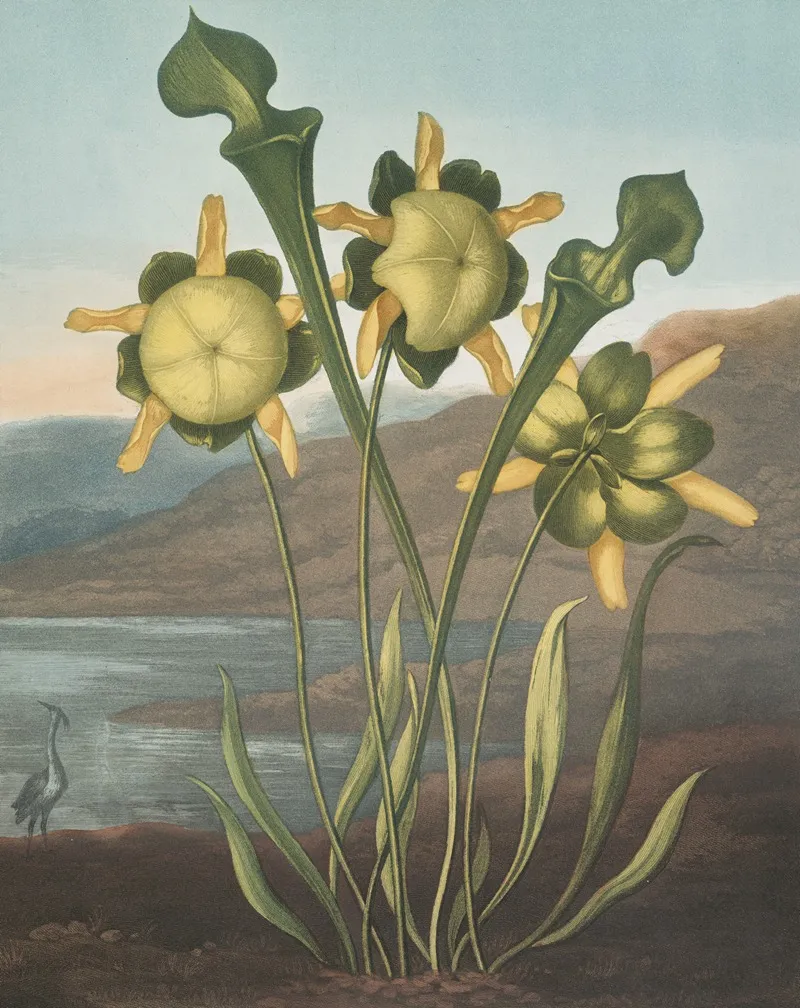 Pitcher Plant 4 Wall Art by Robert John Thornton - High-Resolution Digital Print