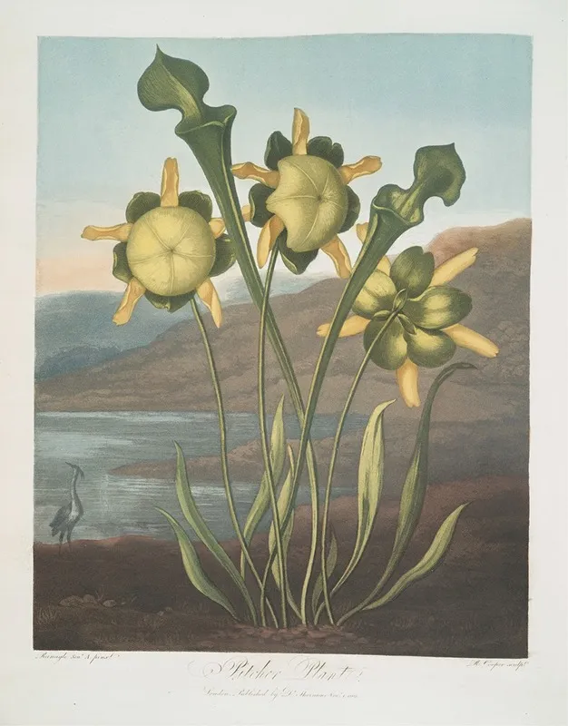 Pitcher Plant Wall Art by Robert John Thornton - High-Resolution Digital Print