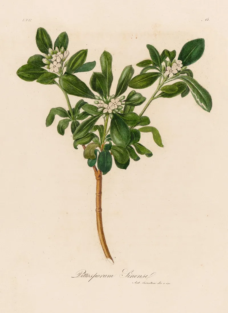 Pittosporum Sinense Wall Art by Gaetano Savi - High-Resolution Digital Print