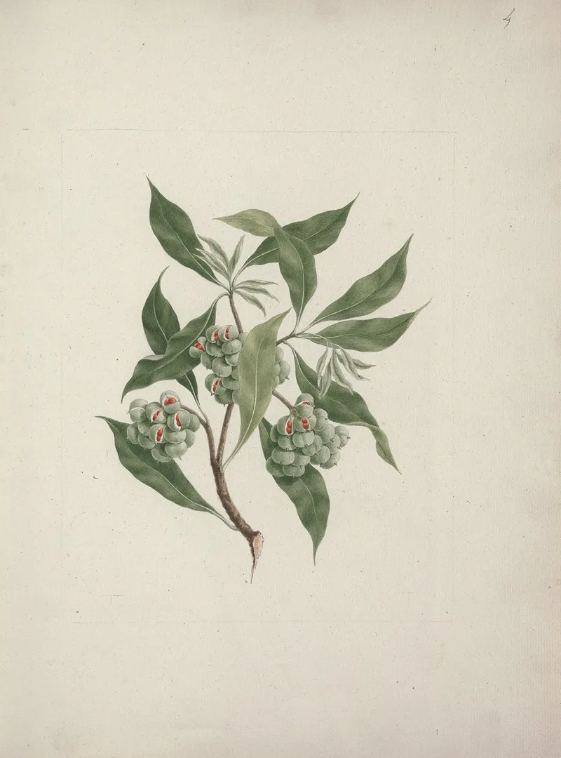 Pittosporum Viridiflorum Sims Pittosporum