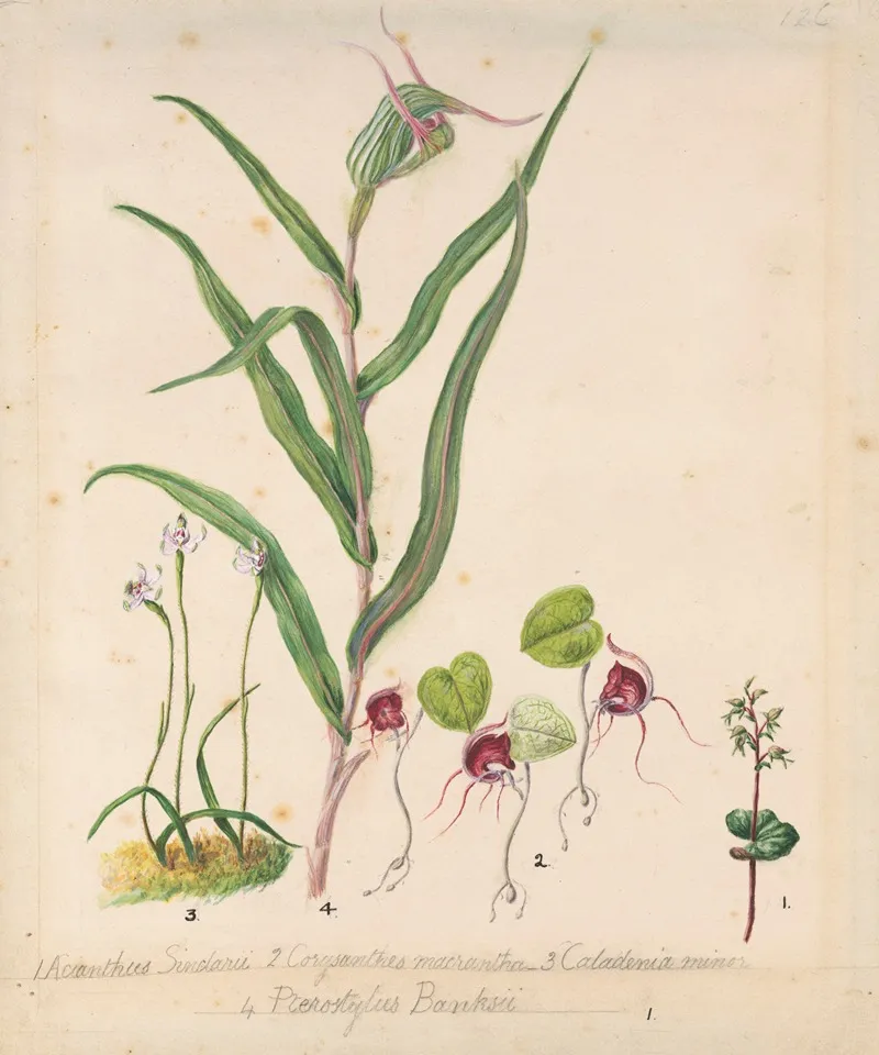Pixie Cap Orchid Acianthus Sinclairii Spider Orchid Corybas Macranthus Caladenia Minor Tutukiwi Greenhood Orchid Pterostylis Banksii Wall Art by Sarah Featon - High-Resolution Digital Print