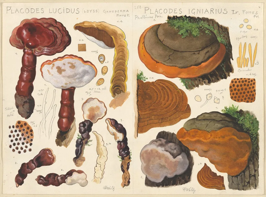 Placodes Lucidus Placodes Igniarus Wall Art by Hans Walty - High-Resolution Digital Print