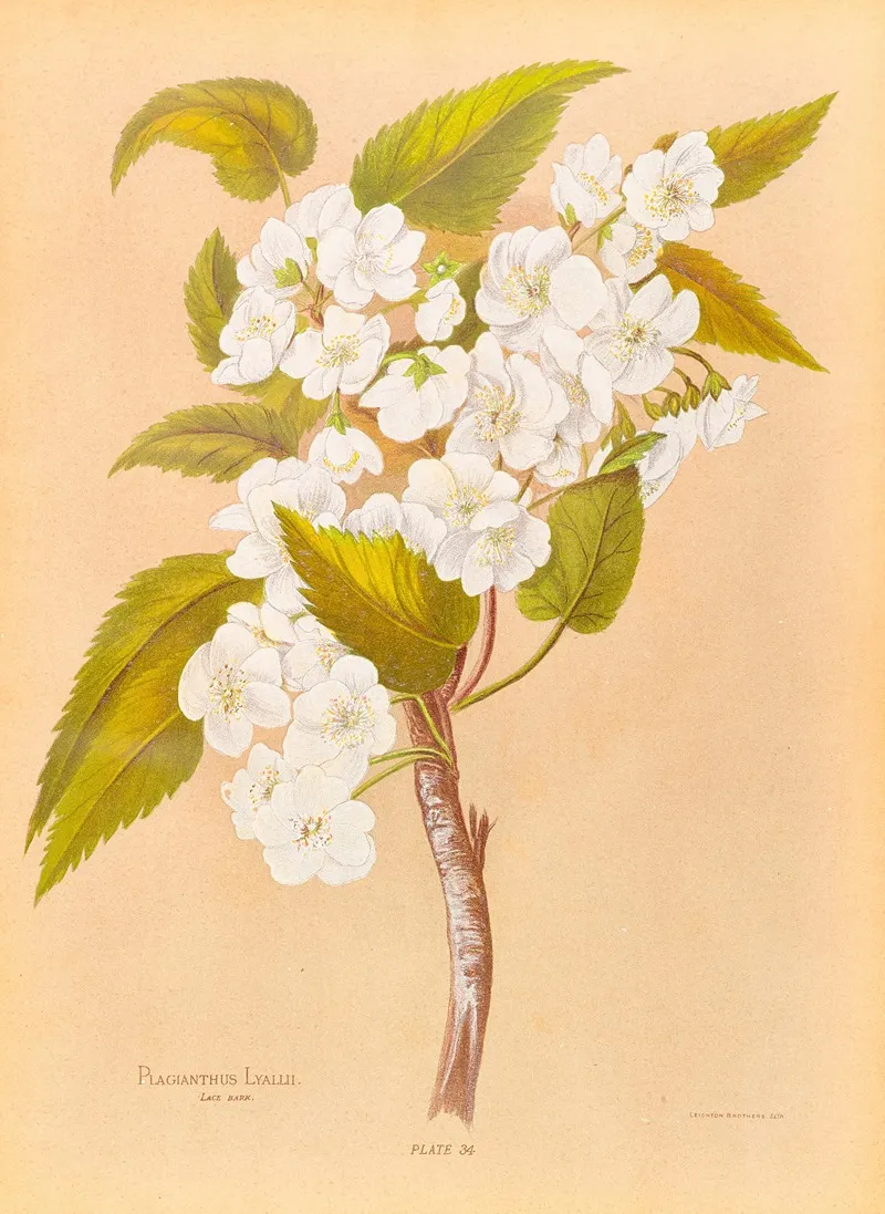 Plagianthus Lyallii Wall Art by Georgina Burne Hetley - High-Resolution Digital Print