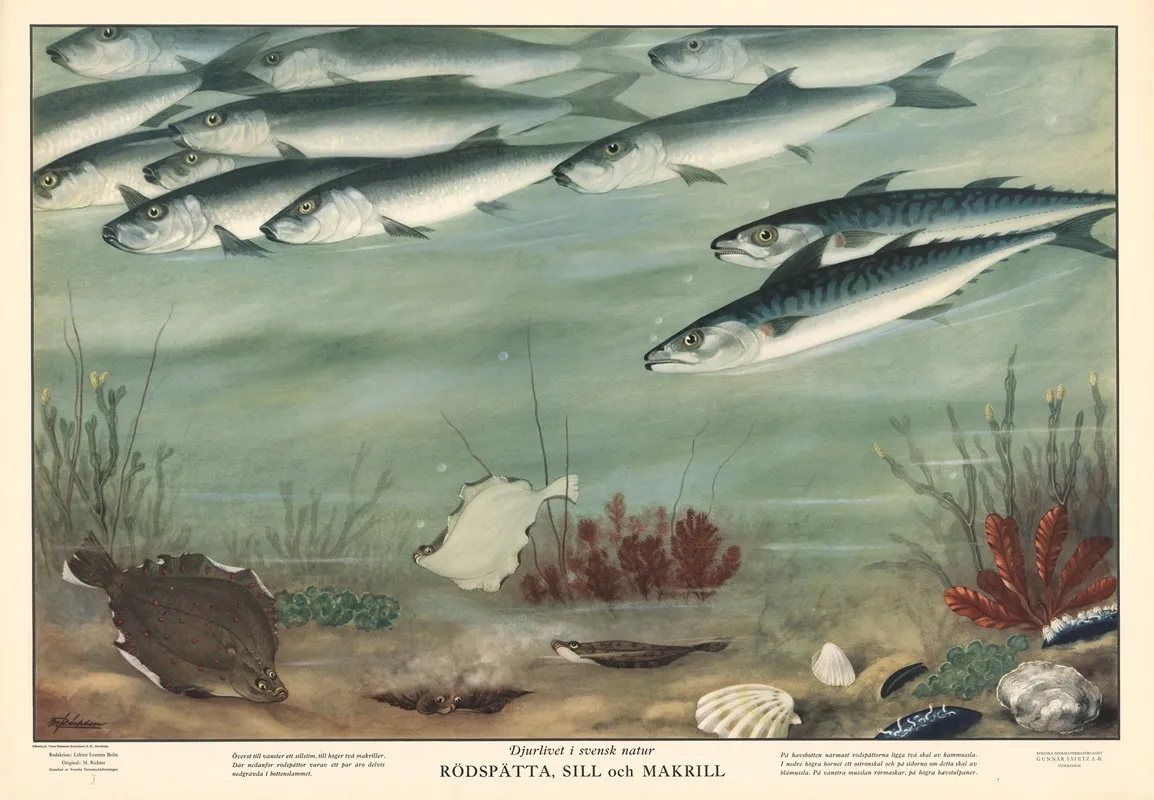Plaice Herring And Mackerel Wall Art by Max Richter - High-Resolution Digital Print