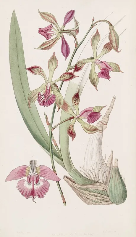 Plaited Lipped Epidendrum Wall Art by Sydenham Edwards - High-Resolution Digital Print