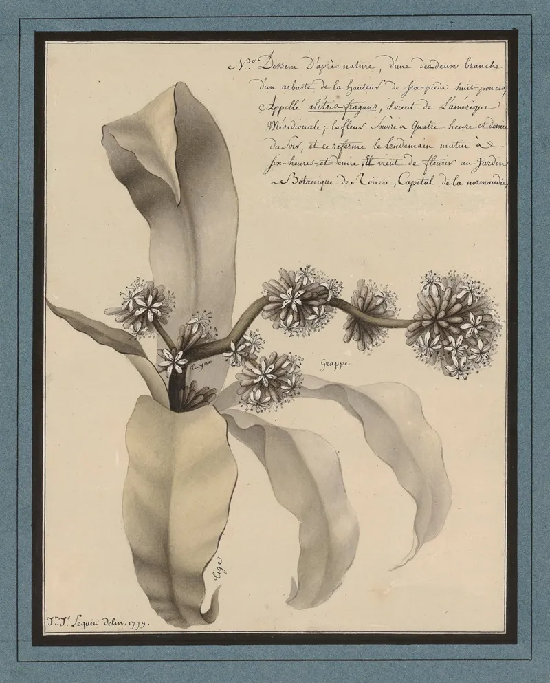 Planche De Botanique