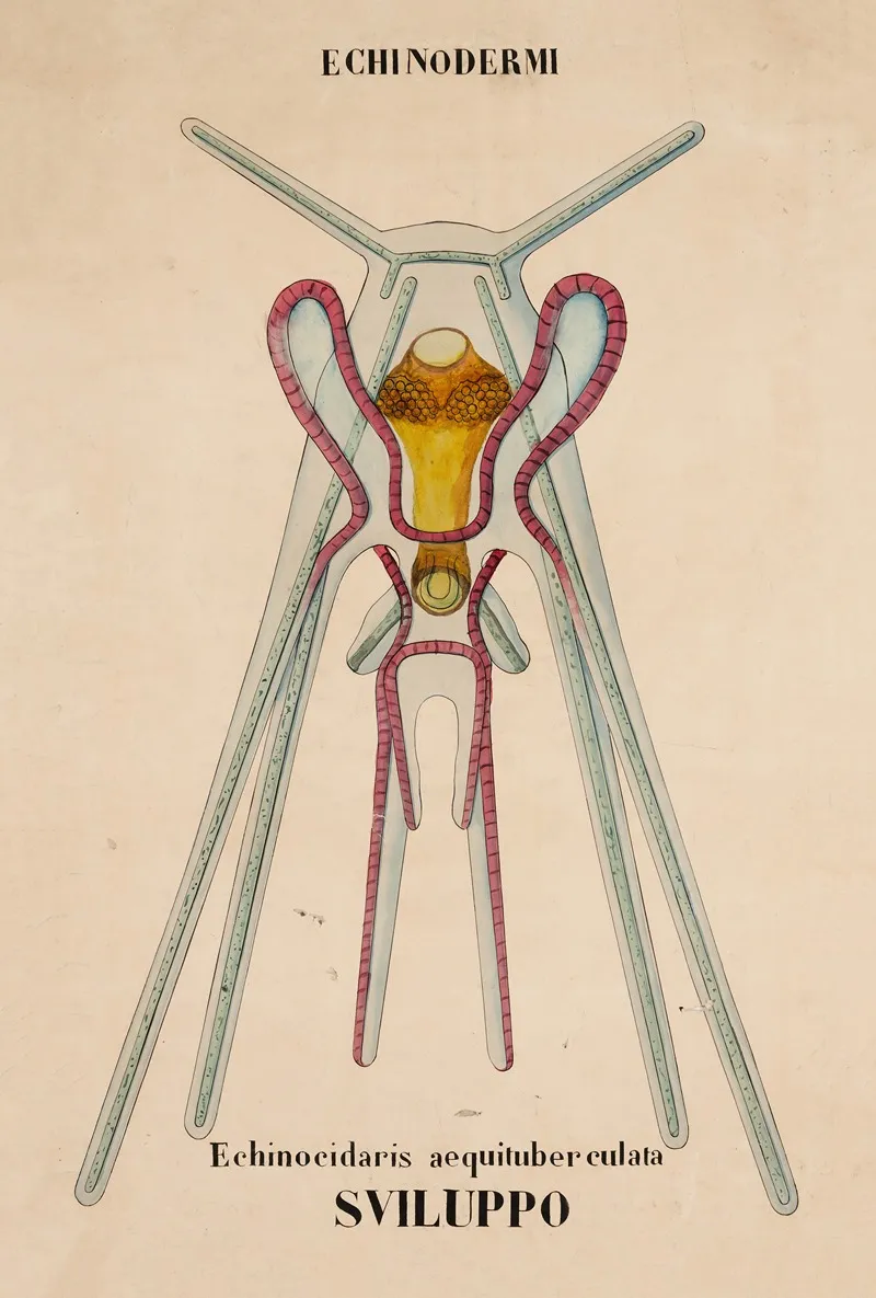 Planktonic Larval Stage Pluteus Of Black Sea Urchin