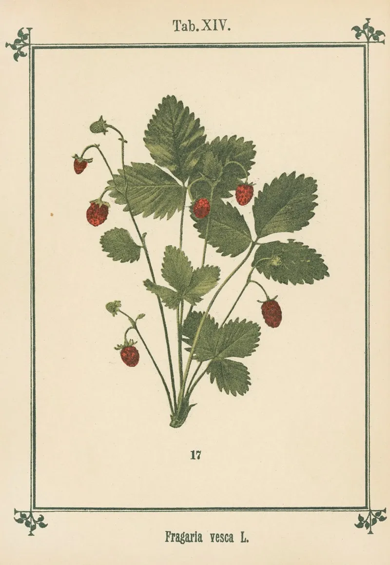Plant Atlas To My Water Cure Pl 01 Wall Art by Sebastian Kneipp - High-Resolution Digital Print