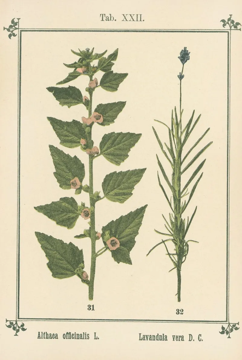 Plant Atlas To My Water Cure Pl 02 Wall Art by Sebastian Kneipp - High-Resolution Digital Print