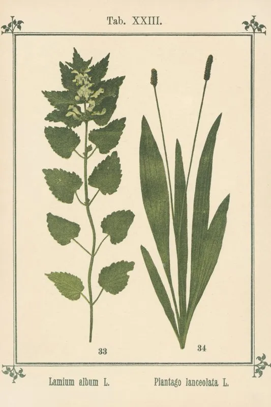 Plant Atlas To My Water Cure Pl 03 Wall Art by Sebastian Kneipp - High-Resolution Digital Print