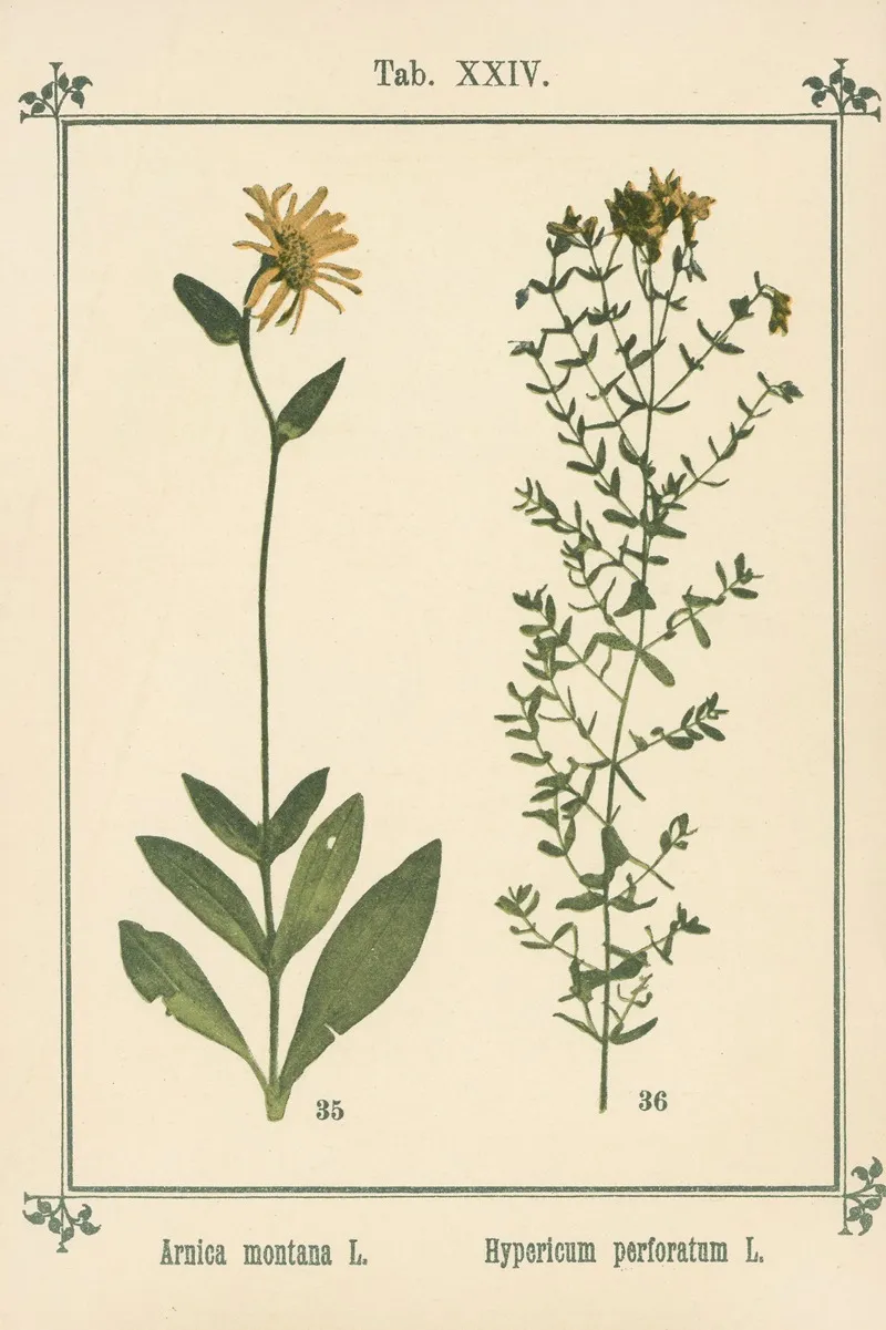 Plant Atlas To My Water Cure Pl 04 Wall Art by Sebastian Kneipp - High-Resolution Digital Print