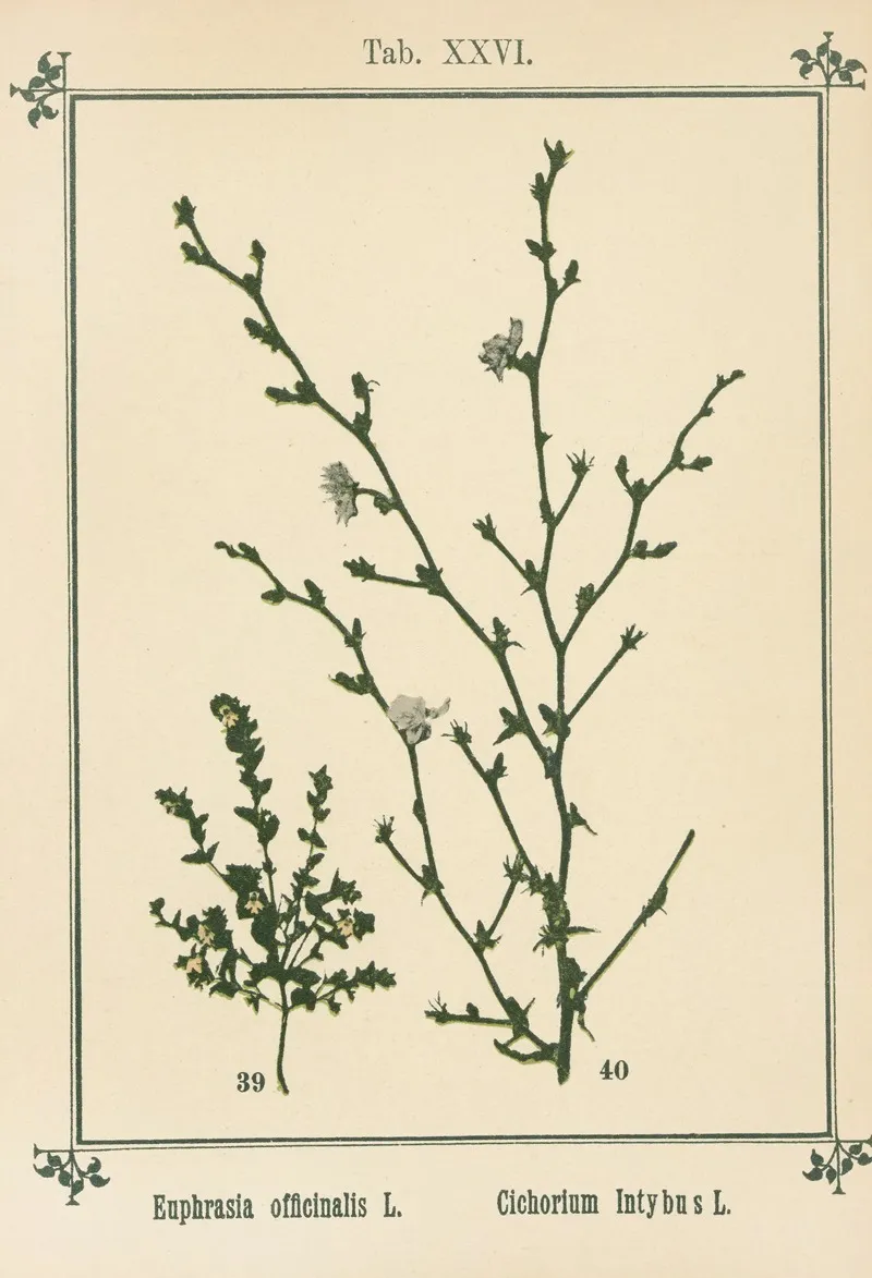 Plant Atlas To My Water Cure Pl 06 Wall Art by Sebastian Kneipp - High-Resolution Digital Print