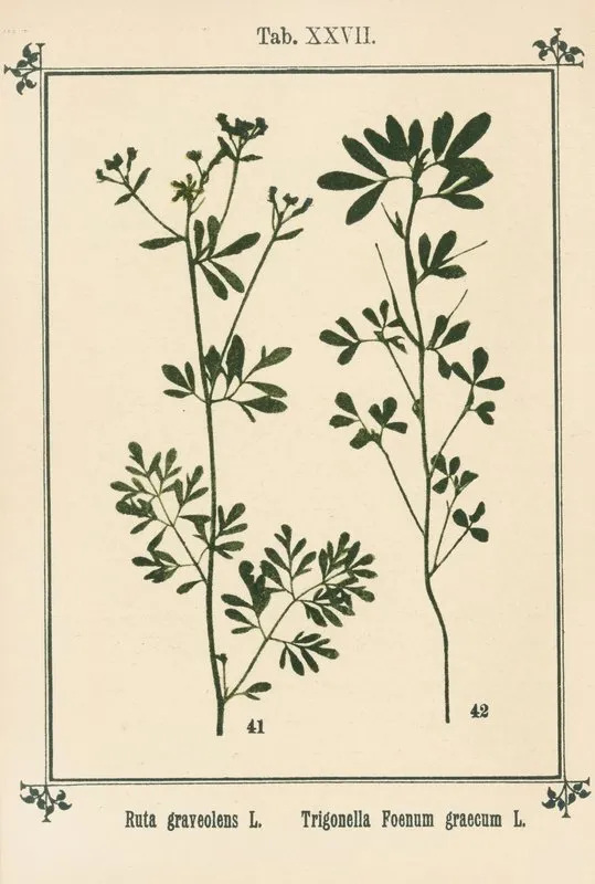 Plant Atlas To My Water Cure Pl 07 Wall Art by Sebastian Kneipp - High-Resolution Digital Print
