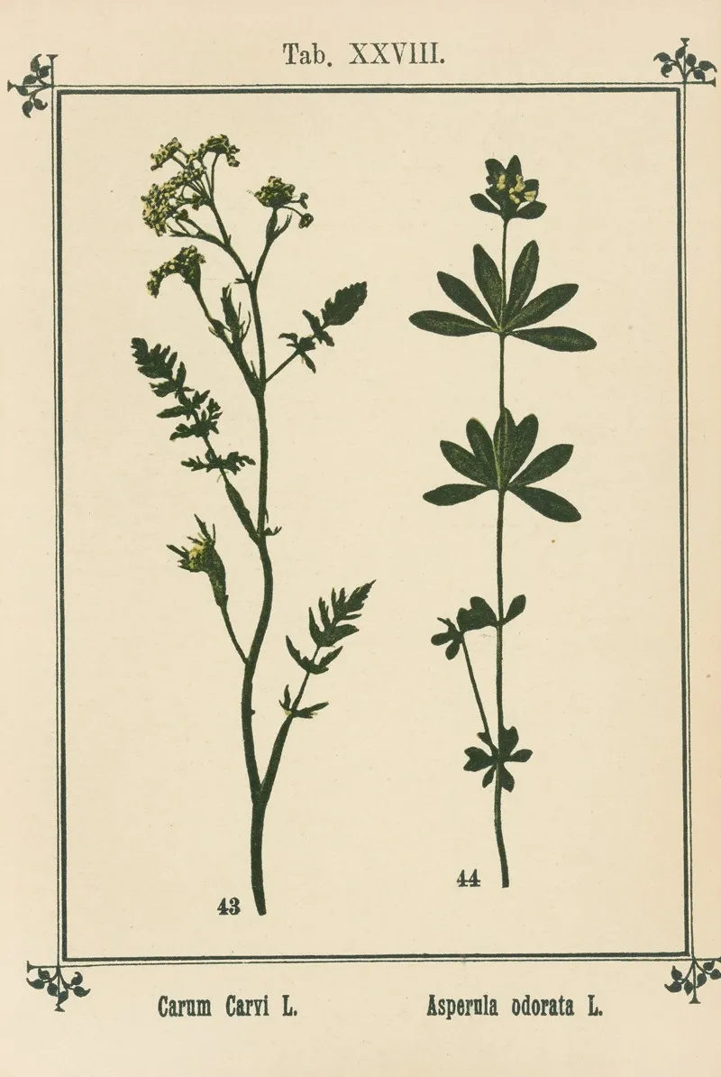 Plant Atlas To My Water Cure Pl 08 Wall Art by Sebastian Kneipp - High-Resolution Digital Print