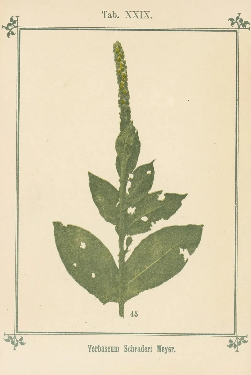 Plant Atlas To My Water Cure Pl 09 Wall Art by Sebastian Kneipp - High-Resolution Digital Print