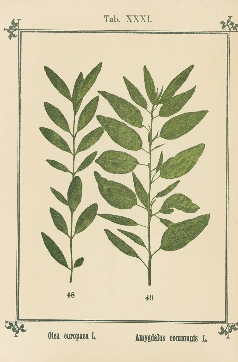 Plant Atlas To My Water Cure Pl 11 Wall Art by Sebastian Kneipp - High-Resolution Digital Print