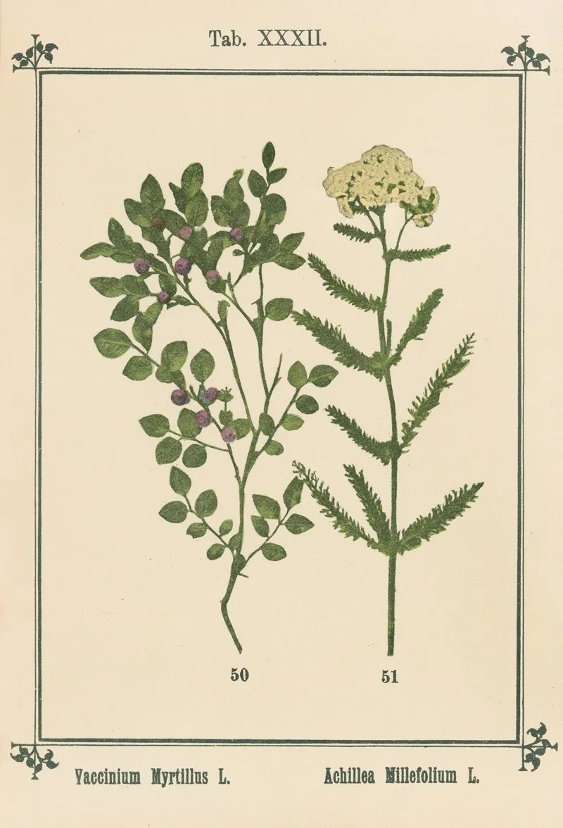 Plant Atlas To My Water Cure Pl 12 Wall Art by Sebastian Kneipp - High-Resolution Digital Print